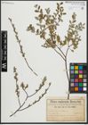 Foto von Salix repens L.